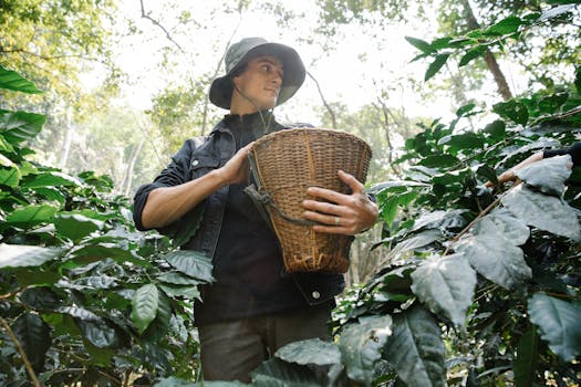 A farmer in a bucket hat picks coffee beans from shrubs, surrounded by vibrant foliage.