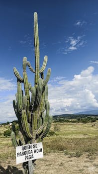 A tall cactus stands prominently in a desert landscape under a blue sky, featuring a warning sign.